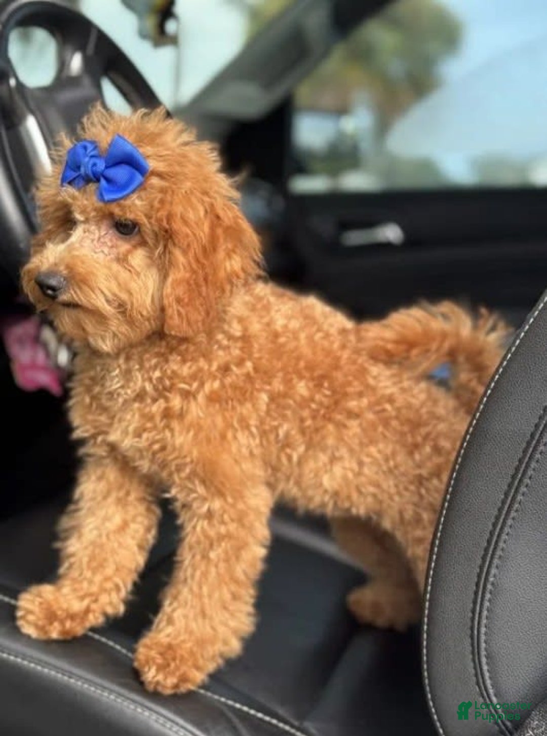 Mini Goldendoodle dogs for sale: Ami - Image 13