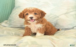 Miniature Poodle dogs for sale: Twila - Image 2