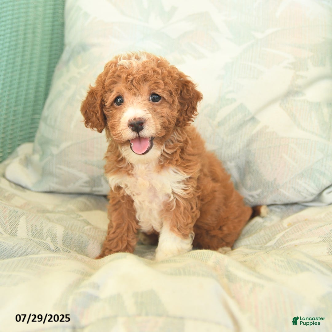 Miniature Poodle dogs for sale: Twila - Image 2