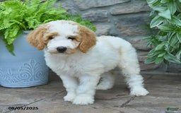 Bernedoodle dogs for sale: Bernedoodle 8 puppies - Image 8