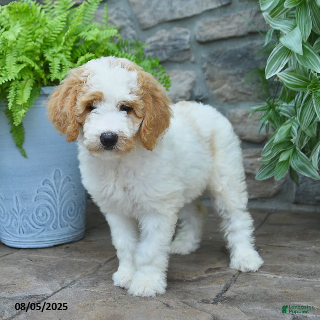 Bernedoodle dogs for sale: Bernedoodle 8 puppies - Image 8