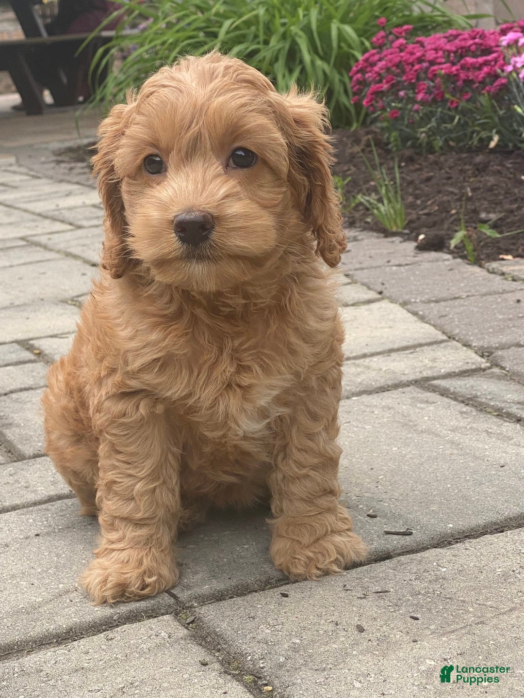 Cockapoo dogs for sale: Nellie - Image 5