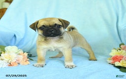 Pug dogs for sale: Apricot - Image 2