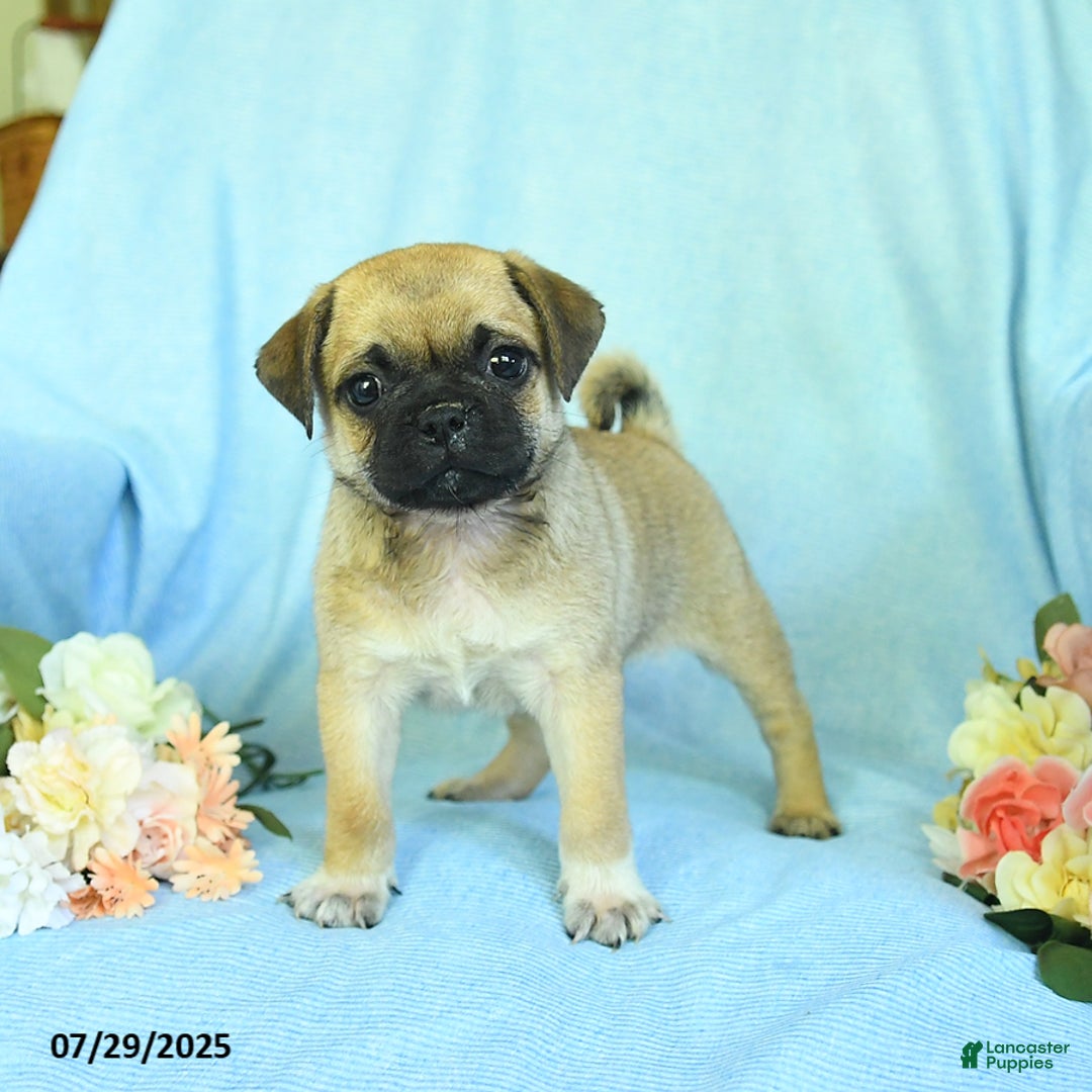 Pug dogs for sale: Apricot - Image 2