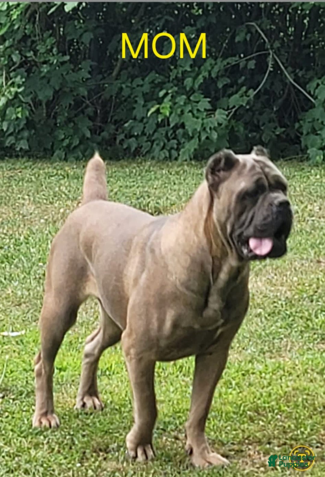 Cane Corso dogs for sale: Dream - Image 9