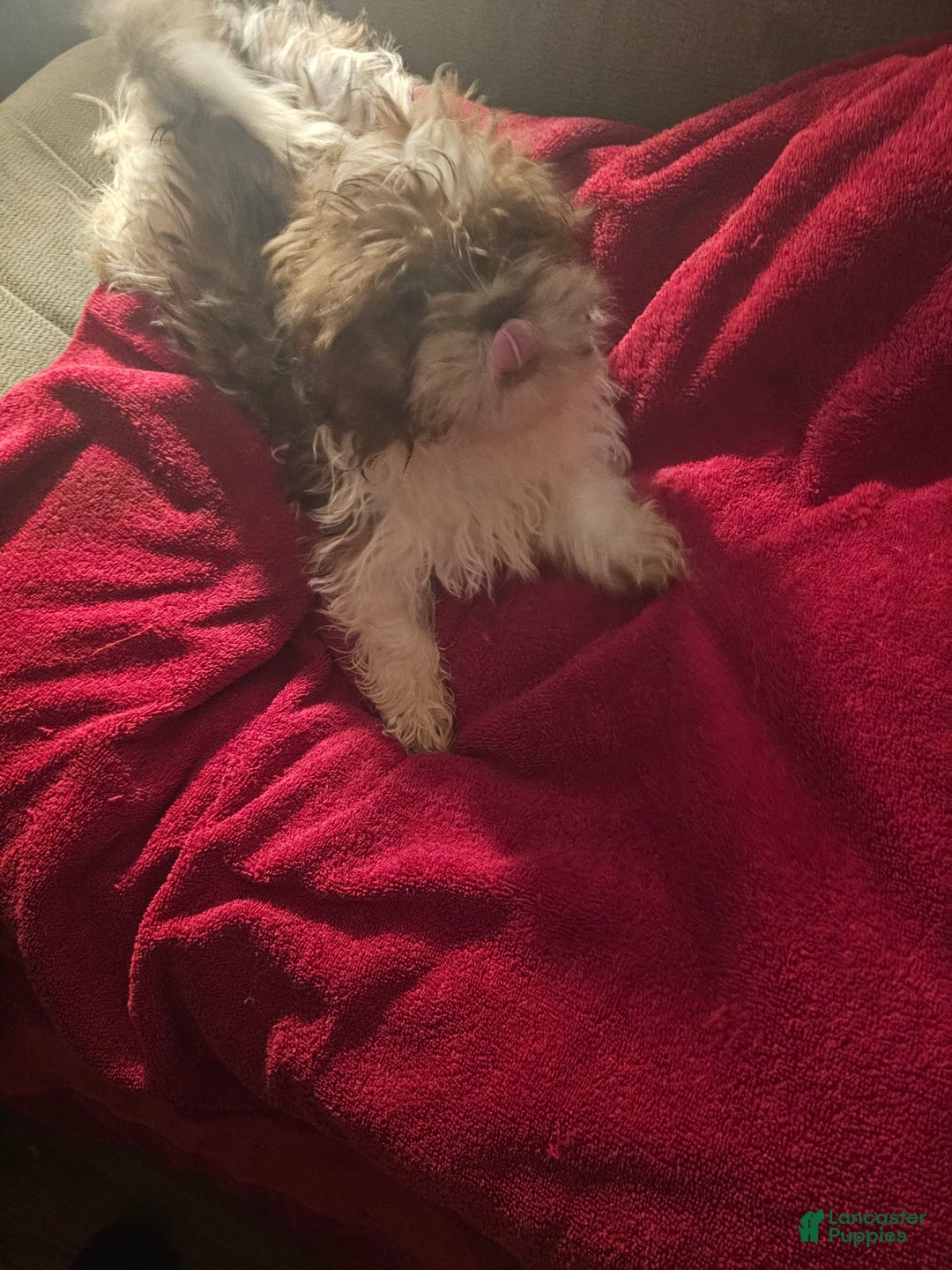 Shih Tzu dogs for sale: Not Named - Image 16