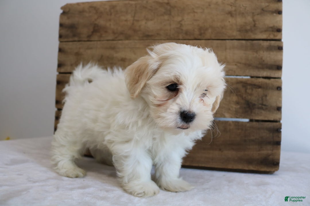 Teddy Bear dogs for sale: Karter - Image 4