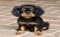Cavalier King Charles Spaniel dogs for sale: Bentley - Image 3