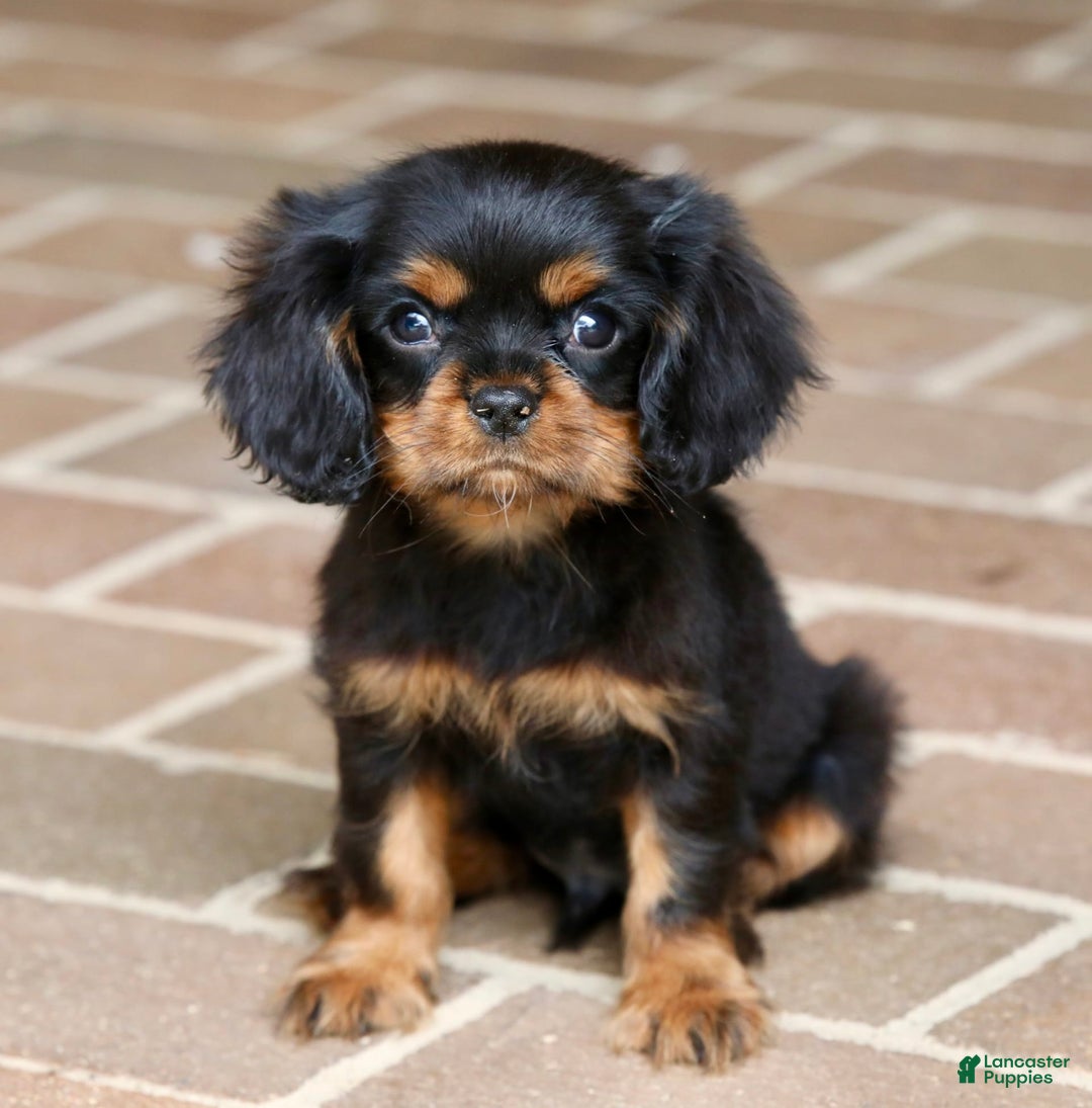 Cavalier King Charles Spaniel dogs for sale: Bentley - Image 3