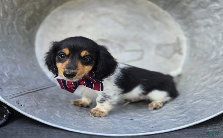 Miniature Dachshund dogs for sale - Ad 2