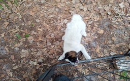 categoriesInfo:categoryAttributeOptions.pets.dogs.breed.akita dogs for sale: Mulan - Image 1