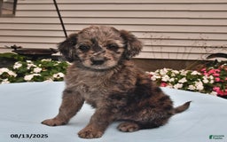 Goldador dogs for sale: Dixie - Image 1
