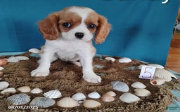 Cavalier King Charles Spaniel dogs for sale: Candy - Image 1
