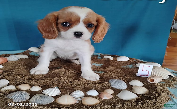 Cavalier King Charles Spaniel dogs for sale - Ad 2