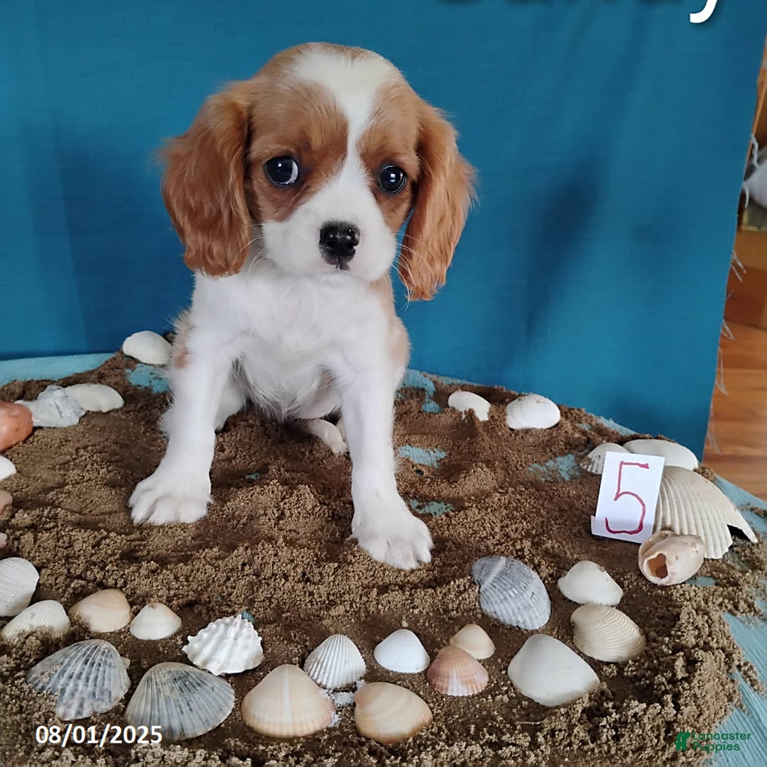 Cavalier King Charles Spaniel dogs for sale: Candy - Image 1