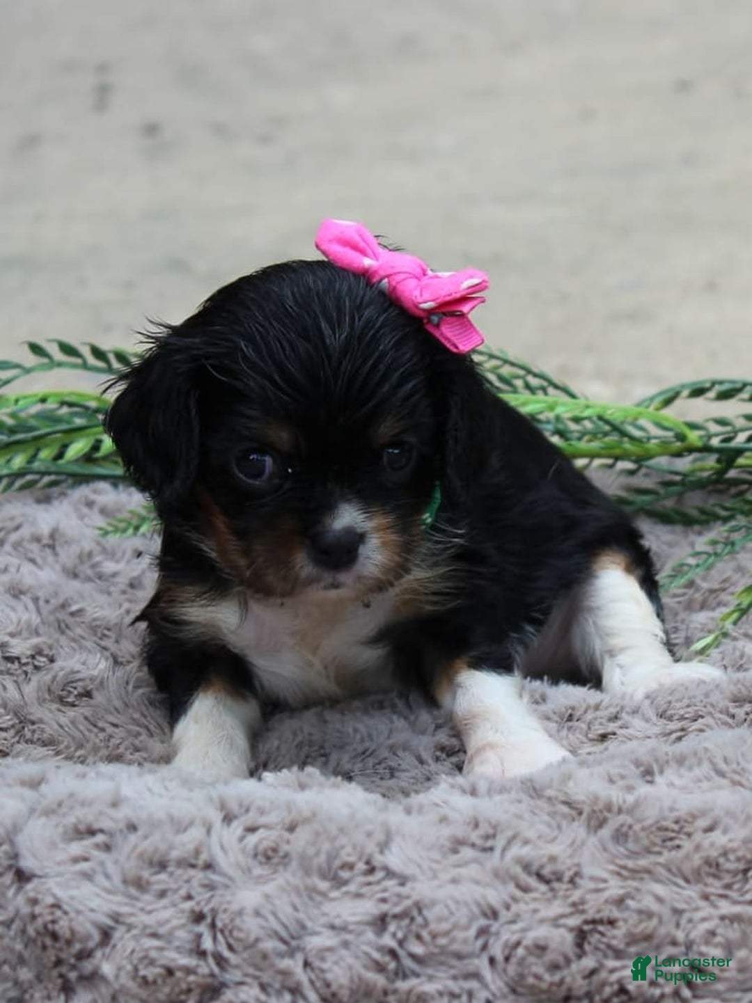 Cavalier King Charles Spaniel dogs for sale: Raven - Image 4