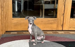 Italian Greyhound dogs for sale: Cj - Image 4
