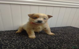 Australian Cattle Dog dogs for sale: Australian Cattle Dog 7 puppies - Image 2