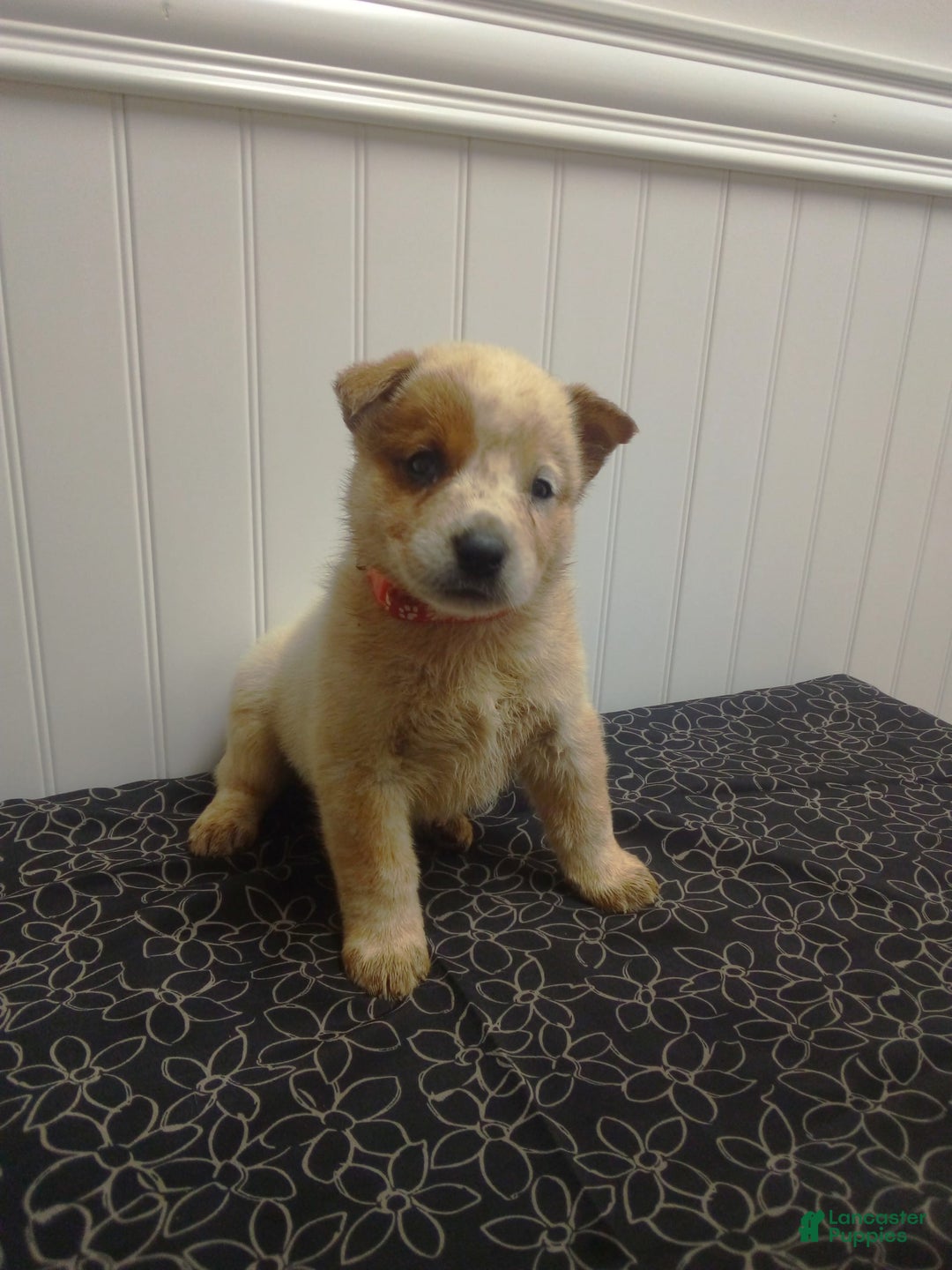 Australian Cattle Dog dogs for sale: Australian Cattle Dog 7 puppies - Image 2