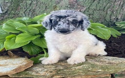 Standard Poodle dogs for sale: Ross - Image 5