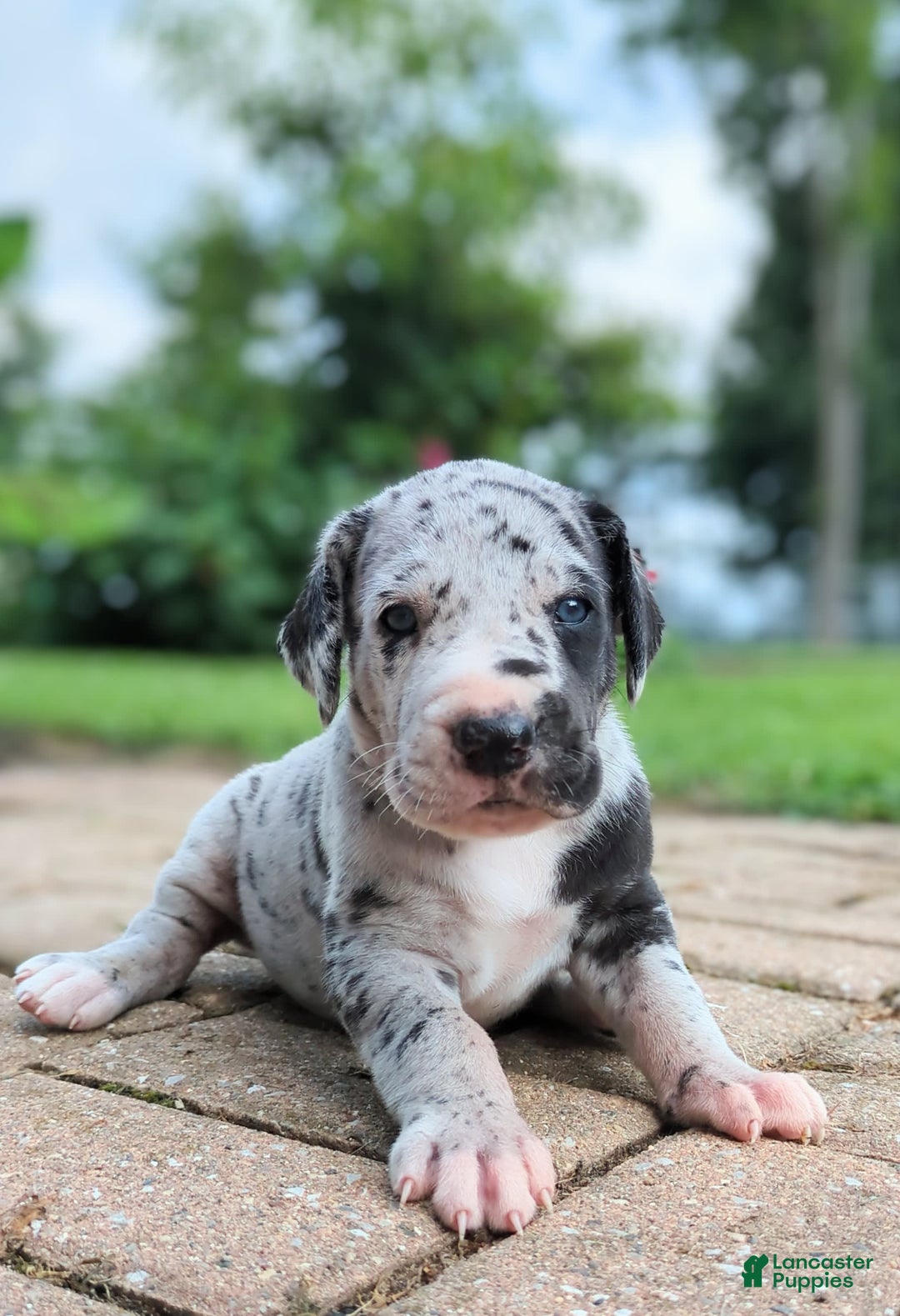 Great Dane dogs for sale: Blue - Image 4