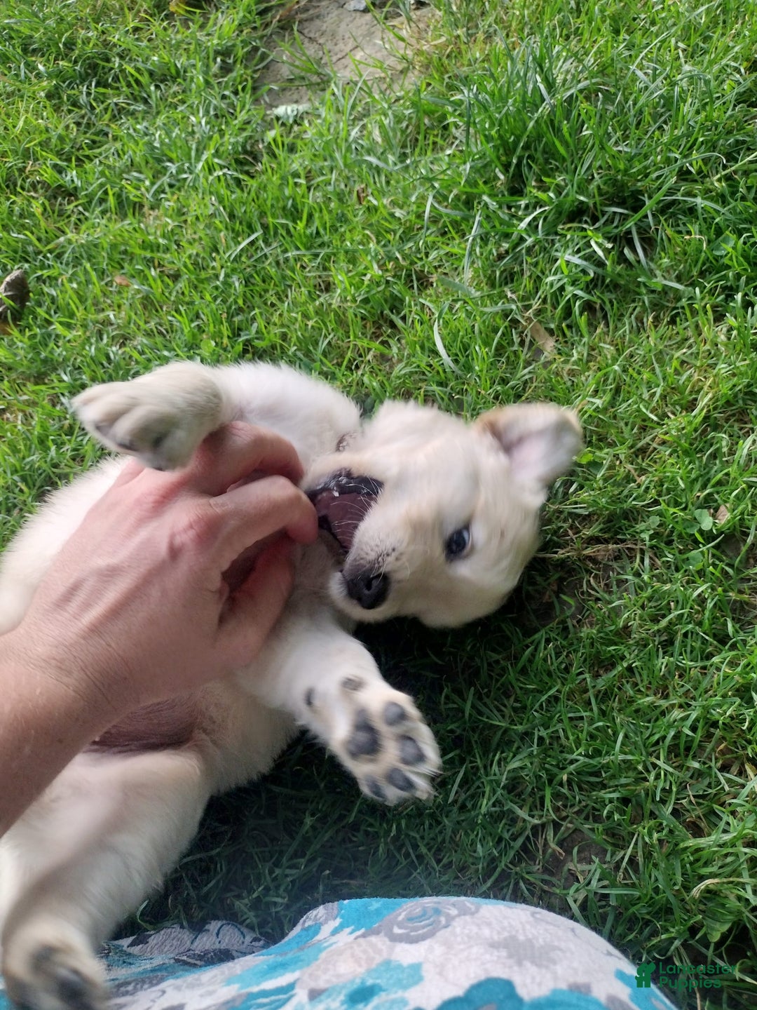 Golden Retriever dogs for sale: Pixie - Image 20
