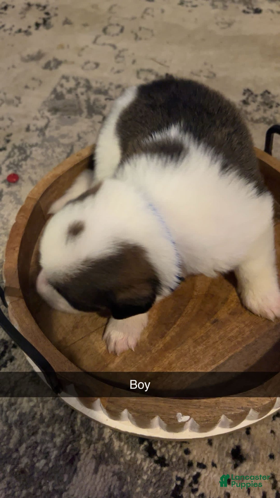 Bernese Mountain Dog dogs for sale: Balto - Image 3