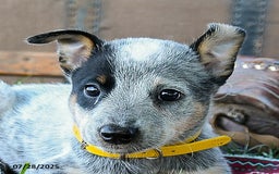 Australian Cattle Dog dogs for sale: Clover - Image 5