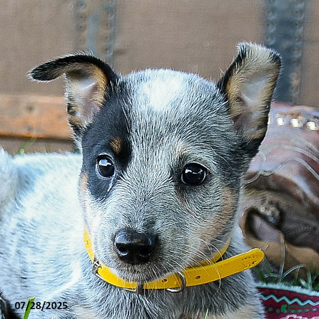 Australian Cattle Dog dogs for sale: Clover - Image 5