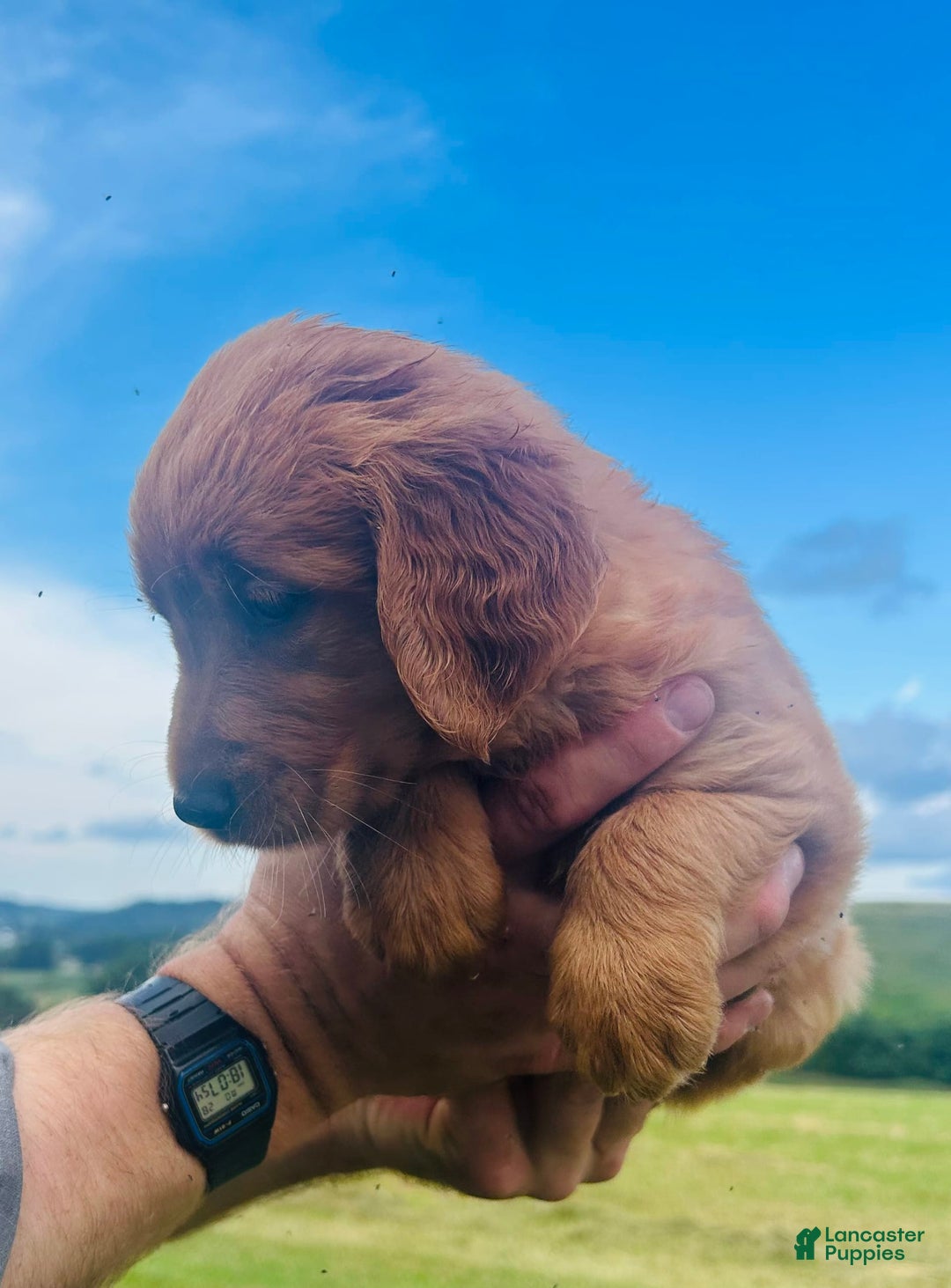 Golden Retriever dogs for sale: Meadow - Image 15