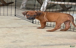 Rhodesian Ridgeback dogs for sale: Captain - Image 3