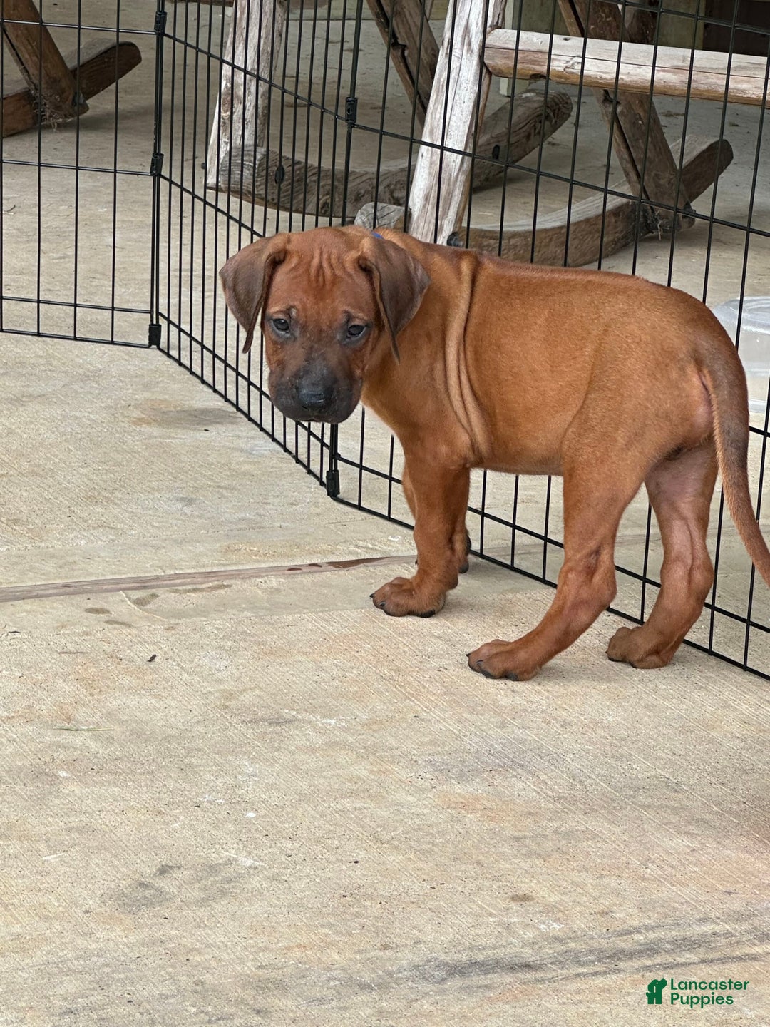 Rhodesian Ridgeback dogs for sale: Captain - Image 3