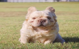 French Bulldog dogs for sale: Fluffy French Bulldog - Image 4