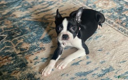 Boston Terrier dogs for sale: Seraphine - Image 7