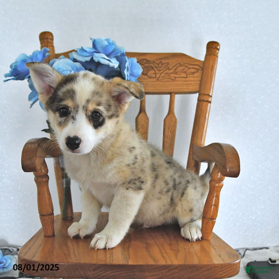 American Eskimo dogs for sale: Archie - Image 4