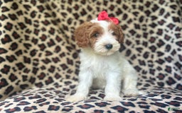 Cavapoo dogs for sale: Shayla - Image 9