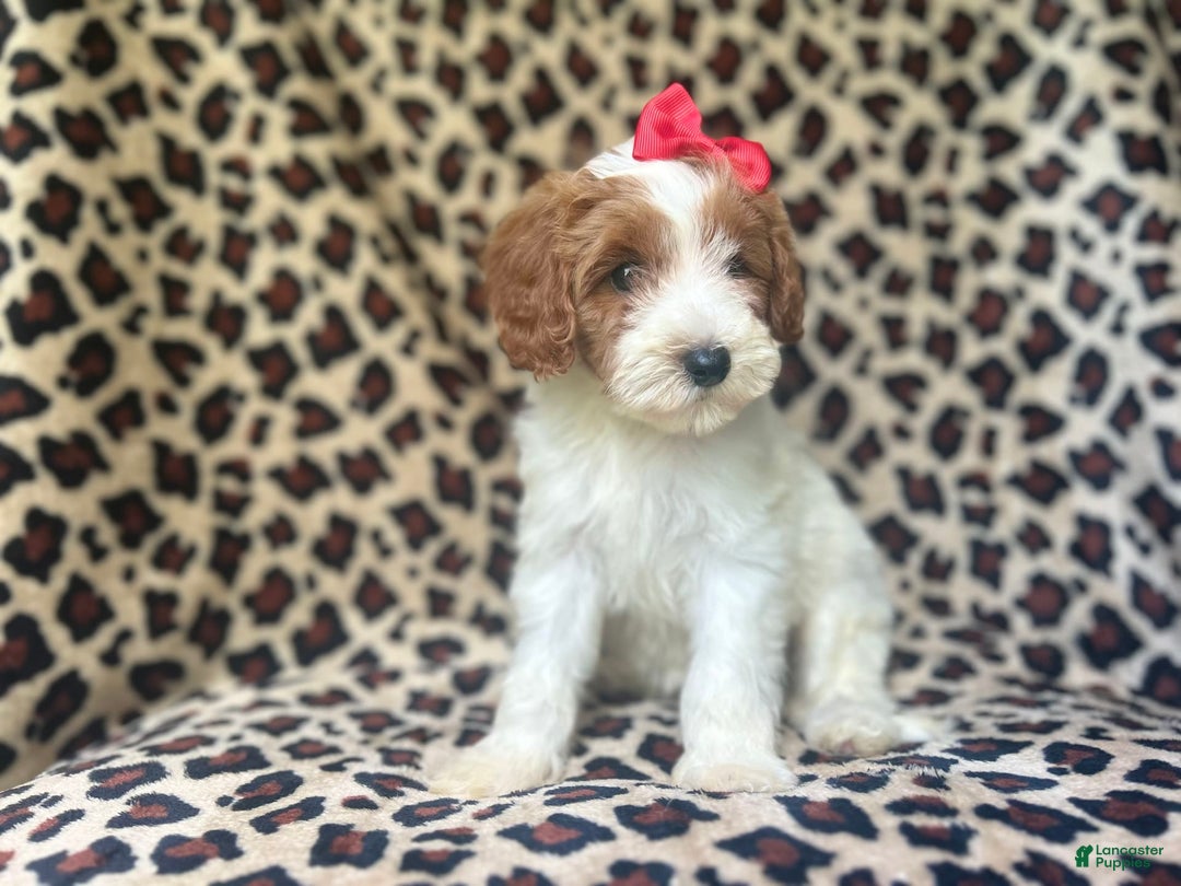 Cavapoo dogs for sale: Shayla - Image 9