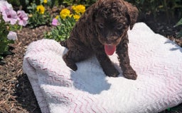 Toy Poodle dogs for sale: Buffy - Image 4