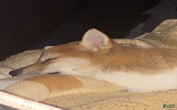 Shiba Inu dogs for sale: Cleo - Image 7