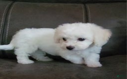 Cavachon dogs for sale: Kevin - Image 3