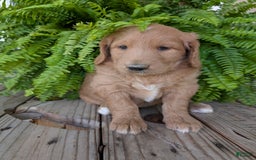 Goldendoodle dogs for sale: Bella - Image 3
