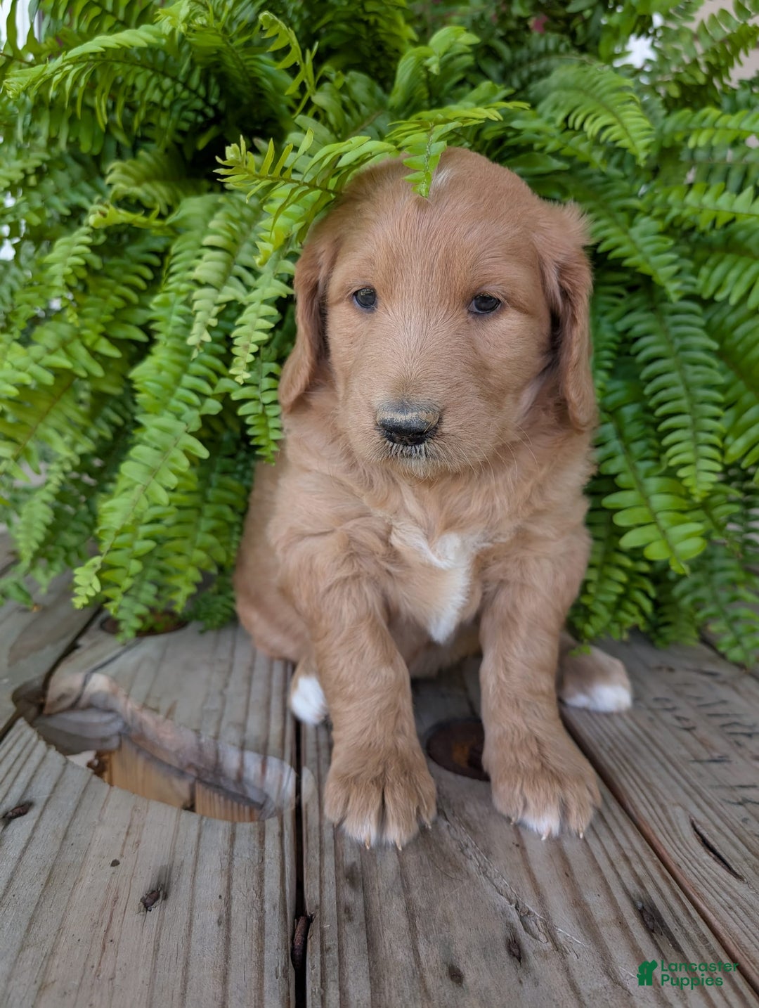 Goldendoodle dogs for sale: Bella - Image 3