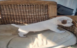 Jack Russell Terrier dogs for sale: Jimmy - Image 4