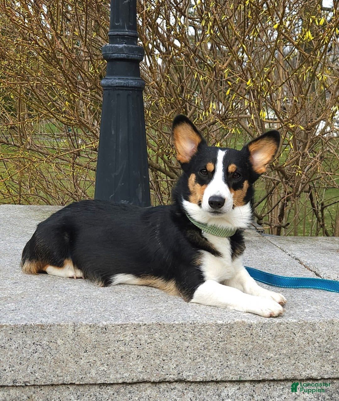 Welsh Corgi Pembroke dogs for sale: Cleopatra - Image 14