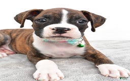 Boxer dogs for sale: Ranger - Image 4