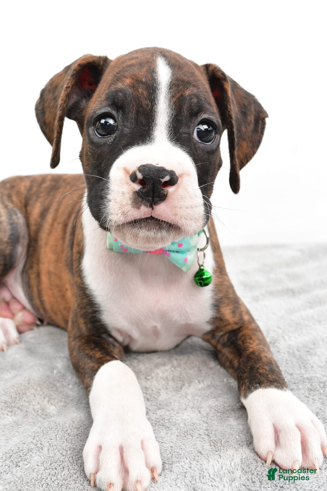 Boxer dogs for sale: Ranger - Image 4