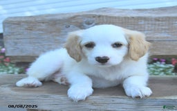 Border Collie dogs for sale: Ruby - Image 2