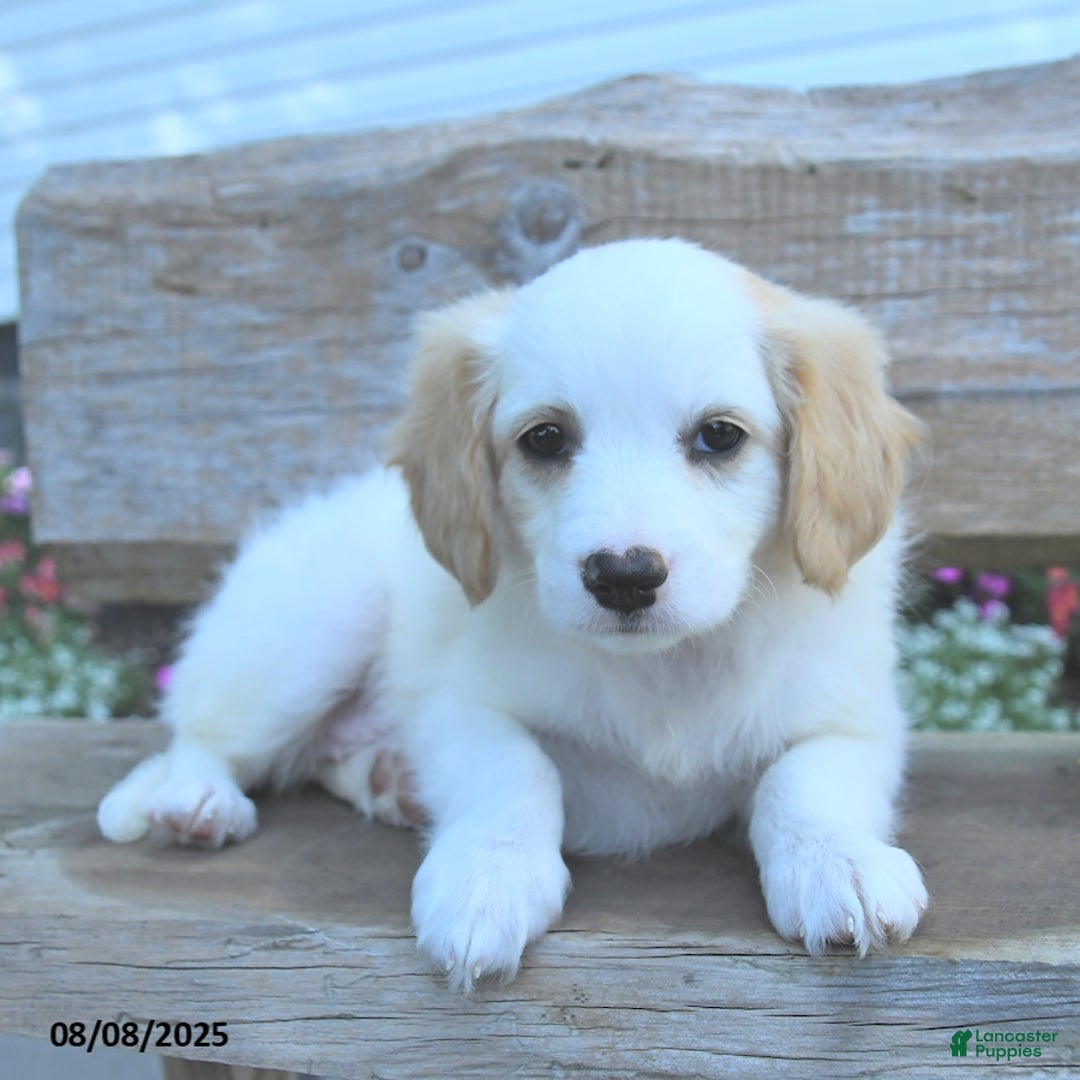 Border Collie dogs for sale: Ruby - Image 2