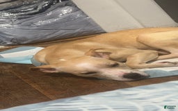 American Pit Bull Terrier dogs for sale: Leona - Image 3