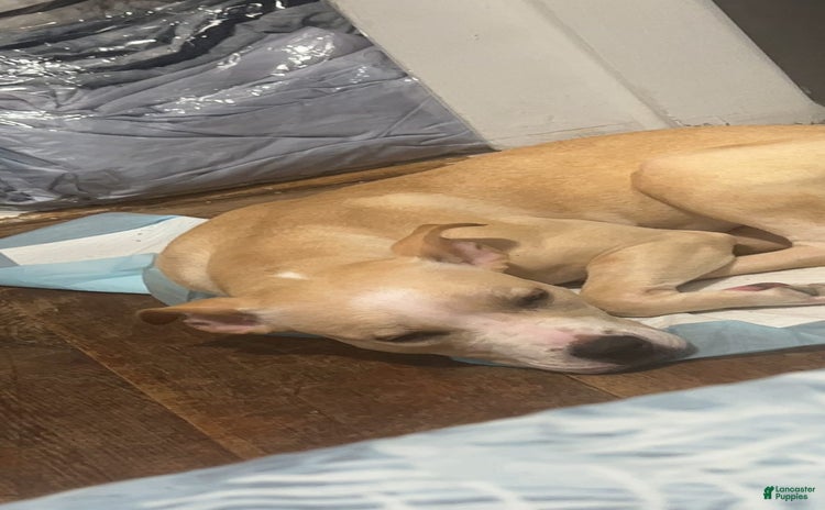 American Pit Bull Terrier dogs - Advert 39